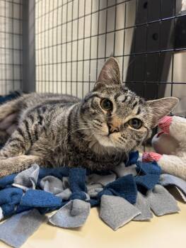 Domestic Short Hair Cats Available for Adoption in Buffalo, Minnesota - Vella | PetCurious