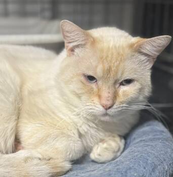 Rescue Siamese Cats for Adoption in Lee