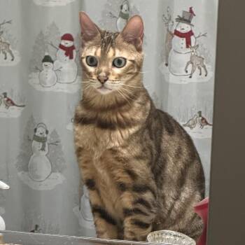Bengal Cats Available for Adoption in Cape Saint Claire, Maryland - Drax | PetCurious