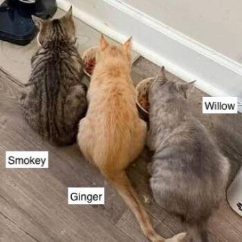 Domestic Short Hair Cats Available for Adoption in Madison, Wisconsin - Willow - Petsmart East | PetCurious