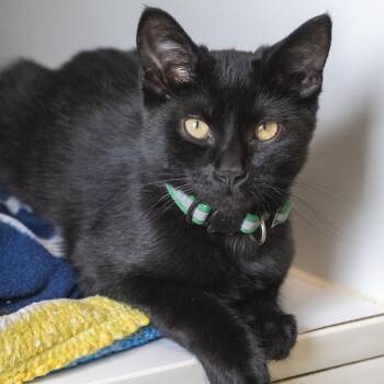 Gamma -  Domestic Short Hair Cat for Adoption in Pontiac, Michigan - Gamma | PetCurious
