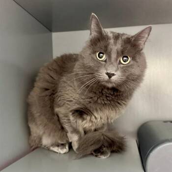 HURRICANE -  Domestic Medium Hair Cat for Adoption in Leesburg, Virginia - HURRICANE | PetCurious