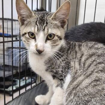 Poe -  Domestic Short Hair Cat for Adoption in Hattiesburg, Mississippi - Poe | PetCurious
