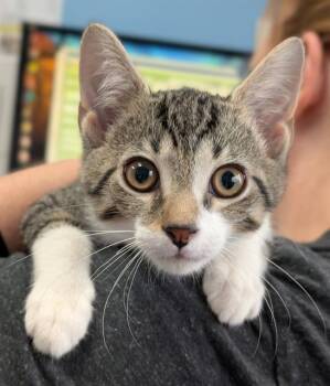 VINNY -  Domestic Short Hair Cat for Adoption in Canfield, Ohio - VINNY | PetCurious