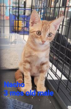 Nacho -  American Shorthair Cat for Adoption in Mount Pleasant, South Carolina - Nacho | PetCurious