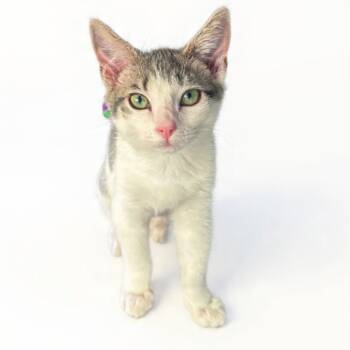 Rescue Domestic Short Hair Cats for Adoption in Pleasanton, California - Kiki | PetCurious