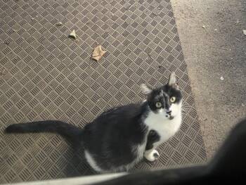 Bryn -  Domestic Short Hair Cat Available for Adoption in Havertown, Pennsylvania - Bryn | PetCurious