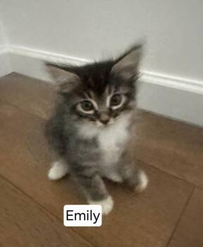 Domestic Medium Hair Cats Available for Adoption in San Jacinto, California - Emily | PetCurious