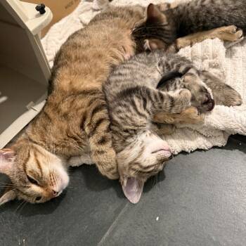 Miau -  Domestic Short Hair Cat for Adoption in Chicago, Illinois - Miau | PetCurious