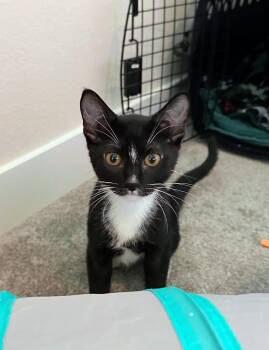 Tiger - Sweet and affectionate -  Domestic Short Hair Cat for Adoption in Muskego, Wisconsin - Tiger - Sweet And Affectionate | PetCurious