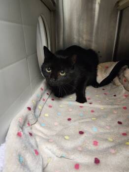 Rescue Domestic Short Hair Cats for Adoption in Carthage, Missouri - Bexley | PetCurious