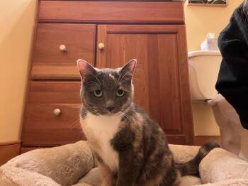 Domestic Short Hair Cats Available for Adoption in Telford, Pennsylvania - Sassy | PetCurious