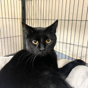 Domestic Short Hair Cats Available for Adoption - Salsa | PetCurious