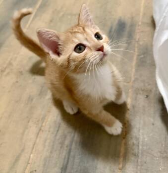 Chippy Dippy Dopey Duck -  Domestic Short Hair Cat for Adoption in St. Augustine, Florida - Chippy Dippy Dopey Duck | PetCurious