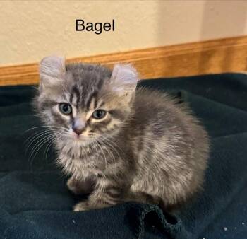 Bagel -  Domestic Short Hair Cat for Adoption in Fort Collins, Colorado - Bagel | PetCurious