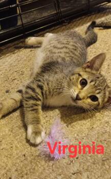Virginia -  Domestic Short Hair Cat for Adoption in Menasha, Wisconsin - Virginia | PetCurious