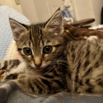 Domestic Short Hair Cats Available for Adoption - Opalite | PetCurious