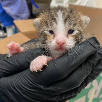 Domestic Short Hair Cats Available for Adoption in Memphis, Tennessee - EDISON | PetCurious