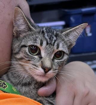 Billie -  Domestic Short Hair Cat for Adoption in St. Cloud, Minnesota - Billie | PetCurious