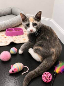 Adelaide and Thomas -  Domestic Short Hair Cat for Adoption - Adelaide And Thomas | PetCurious