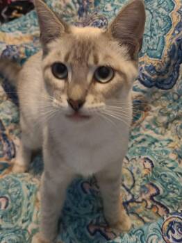 Magnolia -  Domestic Long Hair Cat for Adoption in Baker, Louisiana - Magnolia | PetCurious