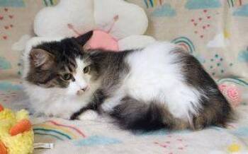 Wilbur -  Domestic Long Hair Cat for Adoption in Bucyrus, Ohio - Wilbur | PetCurious