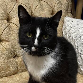 Janice (Jan the Man) -  Domestic Short Hair Cat for Adoption in Syracuse, New York - Janice (Jan The Man) | PetCurious