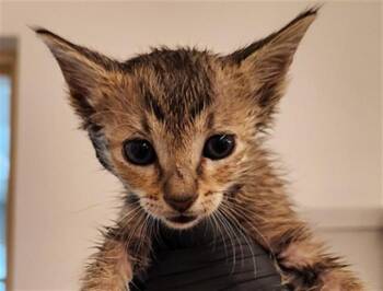 Domestic Short Hair Cats Available for Adoption in Fort Lauderdale, Florida - A2476112 | PetCurious