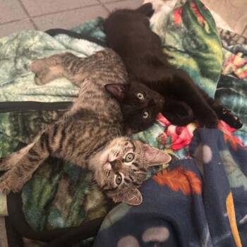 Saguaro -  Domestic Short Hair Cat Available for Adoption in Candler, North Carolina - Saguaro | PetCurious