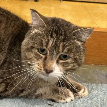 Tigger -  Domestic Short Hair Cat for Adoption in Brimfield, Massachusetts - Tigger | PetCurious