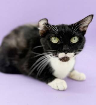 Domestic Short Hair Cats Available for Adoption in Bowling Green, Kentucky - Cecel | PetCurious