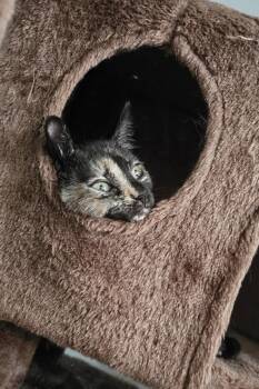 Tui -  Domestic Short Hair Cat for Adoption in Trenton, New Jersey - Tui | PetCurious
