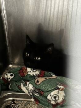 Rescue Domestic Short Hair Cats for Adoption in Reidsville, North Carolina - Jasper | PetCurious