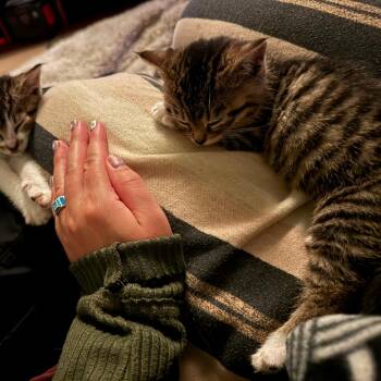 Ralph -  Domestic Short Hair Cat for Adoption in Santa Rosa, California - Ralph | PetCurious