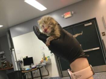 Domestic Short Hair Cats Available for Adoption in Thousand Palms, California - A1911181 | PetCurious