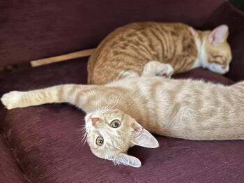 Rescue Domestic Short Hair Cats for Adoption in Jacksonville, Florida - Pablo & Poku | PetCurious