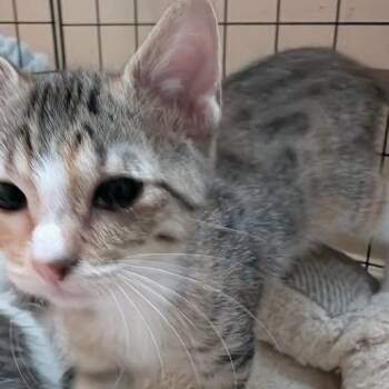 Jezzer Armbrust -  Domestic Short Hair Cat for Adoption in Eagle Mountain, Utah - Jezzer Armbrust | PetCurious