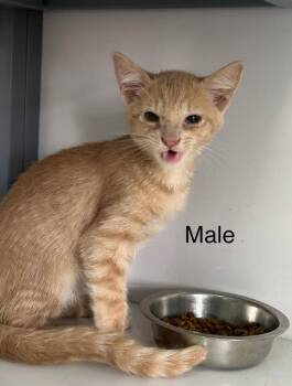 Trouble -  Domestic Short Hair Cat for Adoption in Holbrook, Arizona - Trouble | PetCurious