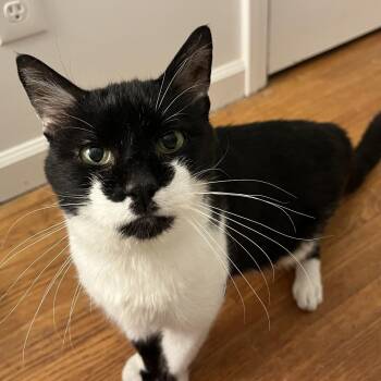 Bob -  Domestic Short Hair Cat for Adoption in Fairport, New York - Bob | PetCurious