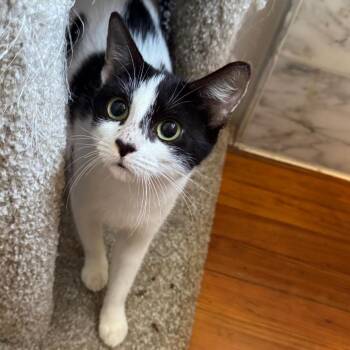 Cortado -  Domestic Short Hair Cat for Adoption in Gibsonia, Pennsylvania - Cortado | PetCurious