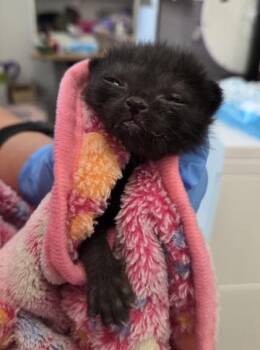 Cha Cha -  Domestic Short Hair Cat for Adoption in Fresno, California - Cha Cha | PetCurious