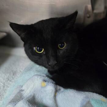 Ace -  Domestic Short Hair Cat for Adoption in San Jacinto, California - Ace | PetCurious