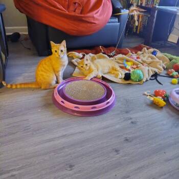 Moogle -  Domestic Short Hair Cat for Adoption in Chattanooga, Tennessee - Moogle | PetCurious