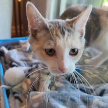 Domestic Short Hair and Extra Toes Cat Hemingway Polydactyl Cats Available for Adoption in La Grange, Kentucky - Daisy | PetCurious