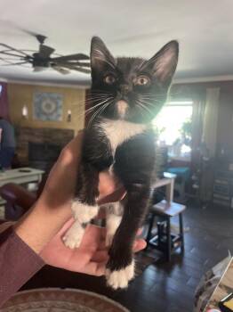 Domestic Short Hair Cats Available for Adoption - Junipurr | PetCurious