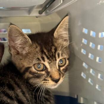Prism -  Domestic Short Hair Cat for Adoption in Milton, Florida - Prism | PetCurious