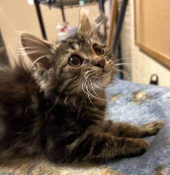 Jiggy -  Maine Coon Cat for Adoption in Herndon, Virginia - Jiggy | PetCurious
