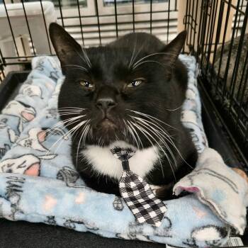 Rescue Domestic Short Hair Cats for Adoption in East Orange, New Jersey - Tuxer | PetCurious