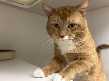 Domestic Short Hair Cats Available for Adoption - Archie | PetCurious