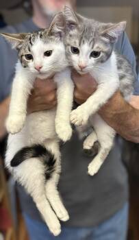 Beau & Luke -  Domestic Short Hair and Tabby Cat for Adoption in Walnut Creek, California - Beau & Luke | PetCurious